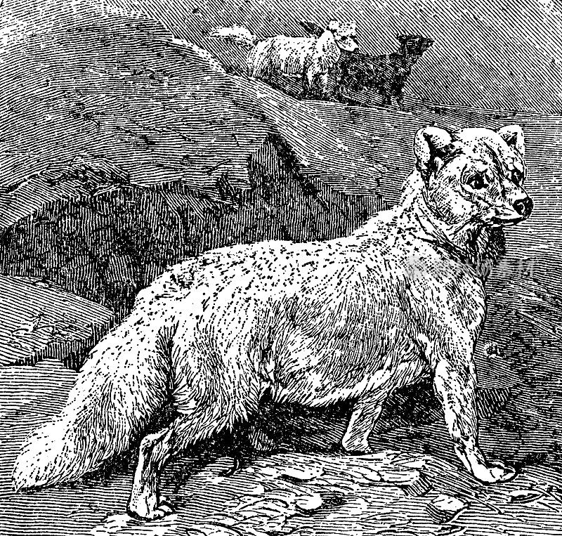 北极狐(Vulpes Lagopus) - 19世纪